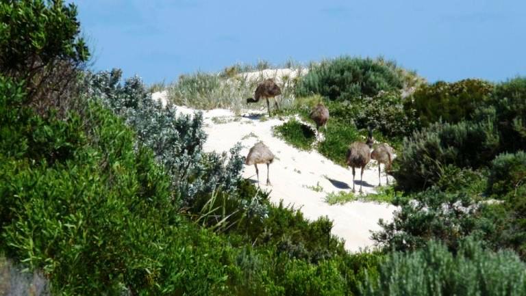 Emus in den D&uuml;nen am Almonta Beach